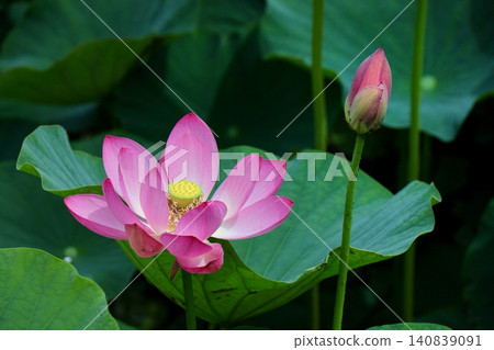 A bee sips nectar from lotus flowers blooming in a deep green lotus pond. A bee sips nectar from lotus flowers blooming in a deep green lotus pond. 140839091