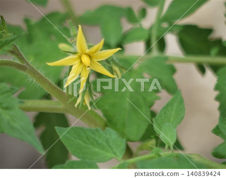 盆栽番茄植株上開著黃色的花朵 盆栽番茄植株上開著黃色的花朵 140839424