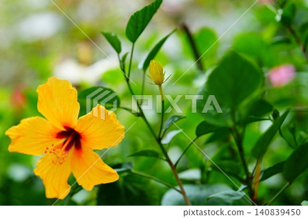 Vividly blooming yellow hibiscus 140839450