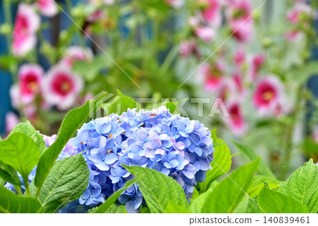 Light blue hydrangeas blooming against a backdrop of hollyhocks. Light blue hydrangeas blooming against a backdrop of hollyhocks. 140839461