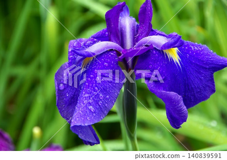 花虹膜在雨中被弄濕 140839591