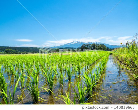 鳥海山和九十九島的稻田(秋田縣日保市) 鳥海山和九十九島的稻田(秋田縣日保市) 140839663
