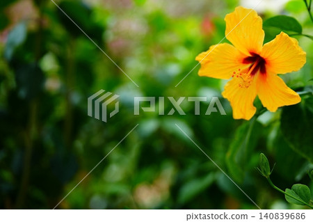 黃色木槿花,留有文字空間 黃色木槿花,留有文字空間 140839686