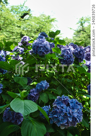 藍色繡球花 藍色繡球花 140839716