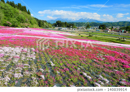 Moss phlox blooming against a backdrop of blue sky and the Echigo Sanzan mountains. Moss phlox blooming against a backdrop of blue sky and the Echigo Sanzan mountains. 140839914