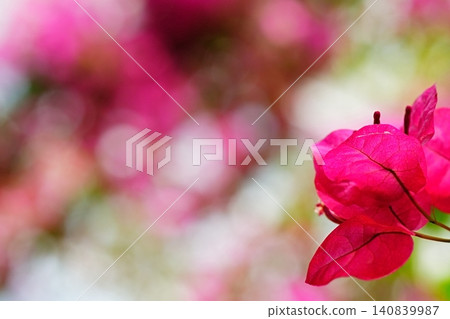 Vibrant pink bougainvillea and a soft background blur 140839987