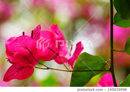Vibrant bougainvillea blooming alongside its leaves Vibrant bougainvillea blooming alongside its leaves 140839996
