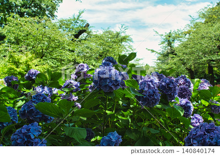 藍色繡球花 藍色繡球花 140840174