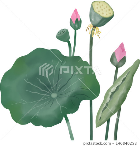 Elegant lotus flower illustration featuring blooming pink buds, green leaves, and seed pods in a soft watercolor style. Elegant lotus flower illustration featuring blooming pink buds, green leaves, and seed pods in a soft watercolor style. 140840258