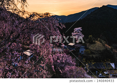 The mystical gradation of the evening sky and the elegant weeping cherry trees and Shichiro cherry trees adorning the mountain village 140840433