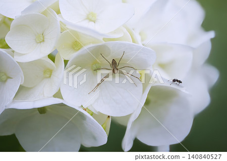 A spider perched on a hydrangea flower. A spider perched on a hydrangea flower. 140840527
