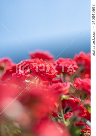 盛開的紅玫瑰 盛開的紅玫瑰 140840698