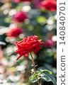 紅玫瑰特寫，背景虛化。 140840701