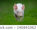 Adorable pink pig exploring a lush green grassy field 140841062