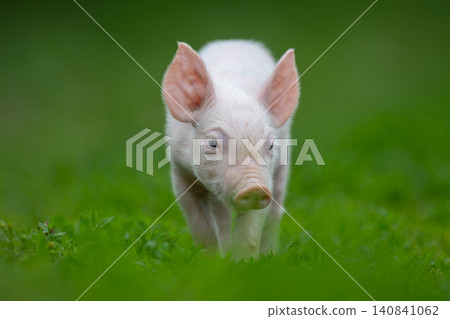 Adorable pink pig exploring a lush green grassy field Adorable pink pig exploring a lush green grassy field 140841062