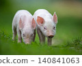 Two adorable pink piglets exploring a lush green grassy field 140841063