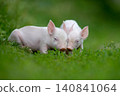 Two adorable pink piglets exploring a lush green grassy field 140841064