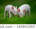Two adorable pink piglets exploring a lush green grassy field 140841065