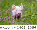 A young, pink piglet stands curiously amidst a field of lush green grass and delicate purple clover flowers 140841066