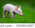 Adorable pink piglet exploring a lush green grassy field 140841067