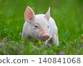 A young, pink piglet stands curiously amidst a field of lush green grass and delicate purple clover flowers 140841068
