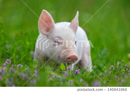 A young, pink piglet stands curiously amidst a field of lush green grass and delicate purple clover flowers A young, pink piglet stands curiously amidst a field of lush green grass and delicate purple clover flowers 140841068