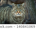 A wild cat observed in its natural habitat, showcasing striking blue eyes and distinctive striped fur in a forest setting 140841069