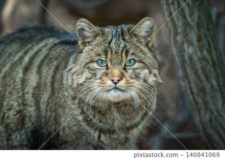 A wild cat observed in its natural habitat, showcasing striking blue eyes and distinctive striped fur in a forest setting A wild cat observed in its natural habitat, showcasing striking blue eyes and distinctive striped fur in a forest setting 140841069
