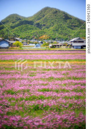 典型的日本風景,藍天下盛開的蓮花與雄偉的二上山交相輝映。 典型的日本風景,藍天下盛開的蓮花與雄偉的二上山交相輝映。 140841360