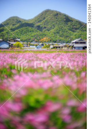 The spring scenery of Mount Futakami, enveloped in a gentle, nostalgic atmosphere, and the rice fields in full bloom with lotus flowers, is truly breathtaking. The spring scenery of Mount Futakami, enveloped in a gentle, nostalgic atmosphere, and the rice fields in full bloom with lotus flowers, is truly breathtaking. 140841364