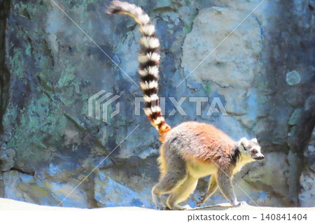 Ring-tailed lemurs at Kochi Prefectural Noichi Zoological Park Ring-tailed lemurs at Kochi Prefectural Noichi Zoological Park 140841404