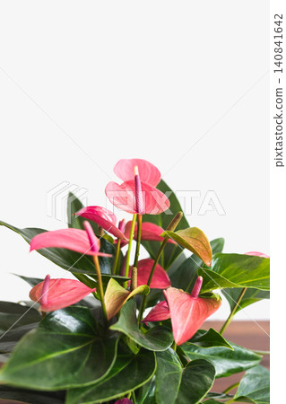 Vibrant pink anthurium plant sitting against white brick wall background. Vibrant pink anthurium plant sitting against white brick wall background. 140841642