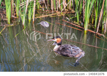 The water bird Great crested Grebe, Podiceps cristatus, swimming in the lake, and its cute babies riding on its back The water bird Great crested Grebe, Podiceps cristatus, swimming in the lake, and its cute babies riding on its back 140841876