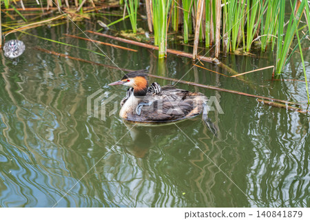 The water bird Great crested Grebe, Podiceps cristatus, swimming in the lake, and its cute babies riding on its back The water bird Great crested Grebe, Podiceps cristatus, swimming in the lake, and its cute babies riding on its back 140841879