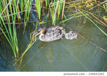 The water bird Great crested Grebe, Podiceps cristatus, swimming in the lake, and its cute babies riding on its back The water bird Great crested Grebe, Podiceps cristatus, swimming in the lake, and its cute babies riding on its back 140841881