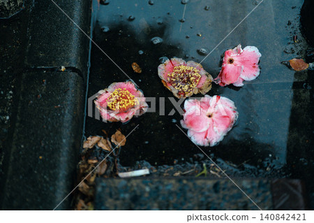 Camellia floating camellia Camellia floating camellia 140842421