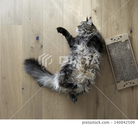 Cute funny relaxed cat lying belly up. Big large maine coon resting on wooden floor. Cute funny relaxed cat lying belly up. Big large maine coon resting on wooden floor. 140842509
