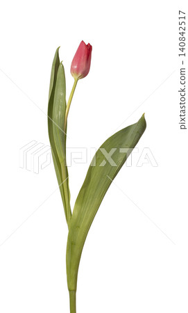 Gentle tall tulip stem with leaves isolated on white. Gentle tall tulip stem with leaves isolated on white. 140842517