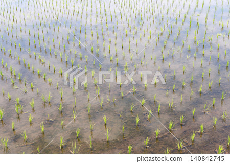 Rice paddy after rice planting Rice paddy after rice planting 140842745
