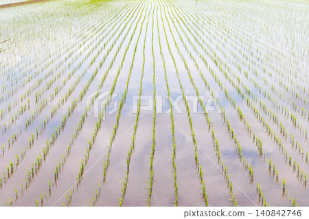 Rice paddy after rice planting Rice paddy after rice planting 140842746