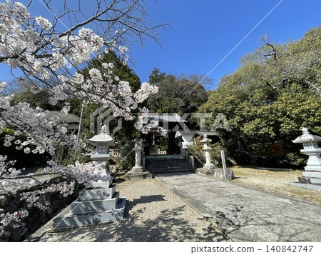 櫻花在神社 櫻花在神社 140842747