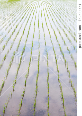 水稻種植後的稻田 水稻種植後的稻田 140842774