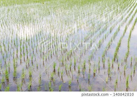 水稻種植後的稻田 水稻種植後的稻田 140842810