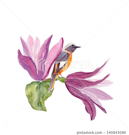 Purple magnolia, bird perched on branch watercolor floral composition. Hand painted illustration isolated on white, perfect for spring designs, stationery, invitations, textiles, decorative projects Purple magnolia, bird perched on branch watercolor floral composition. Hand painted illustration isolated on white, perfect for spring designs, stationery, invitations, textiles, decorative projects 140843086