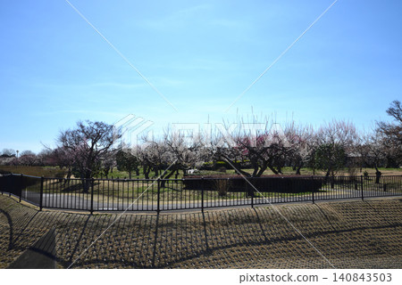 水戶梅花節,2026年3月12日,#2 水戶梅花節,2026年3月12日,#2 140843503