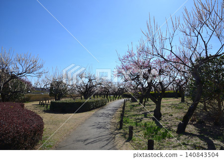 Mito Plum Blossom Festival 2026-03-12 #3 Mito Plum Blossom Festival 2026-03-12 #3 140843504