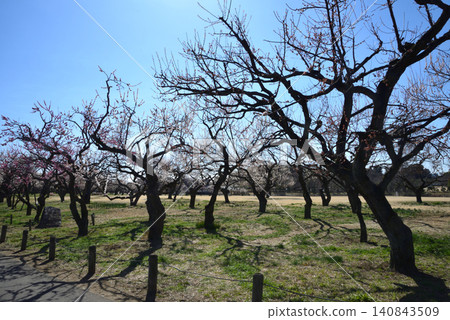 Mito Plum Blossom Festival, March 12, 2026, #8 140843509