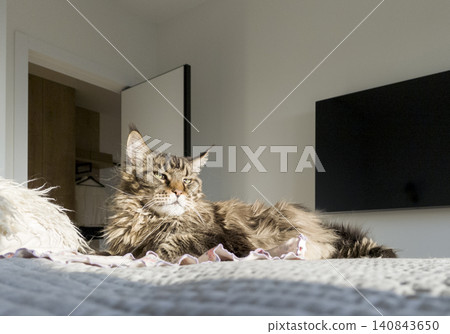 Maine coon cat lies on bed in sunlit room resting calmly. Large domestic feline relaxes on blanket with soft posture indoors. Pet lifestyle scene reflects comfort, warmth, peaceful Maine coon cat lies on bed in sunlit room resting calmly. Large domestic feline relaxes on blanket with soft posture indoors. Pet lifestyle scene reflects comfort, warmth, peaceful 140843650
