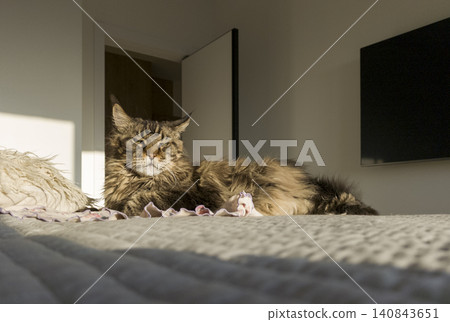 Maine coon cat lies on bed looking toward camera indoors. Fluffy domestic feline rests on blanket with calm attentive expression. Home scene reflects comfort, companionship, Maine coon cat lies on bed looking toward camera indoors. Fluffy domestic feline rests on blanket with calm attentive expression. Home scene reflects comfort, companionship, 140843651