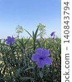 Beautiful purple Ruellia tuberosa flowers blooming against a clear blue sky 140843794
